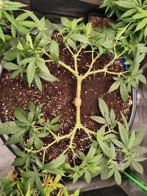 Big Mainline Project. Week 12