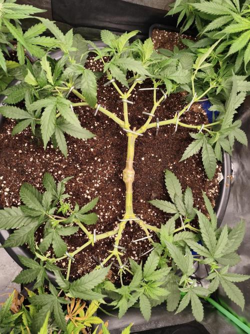 Big Mainline Project. Week 12