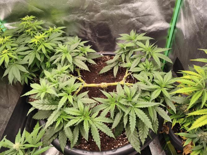 Big Mainline Project. Week 12