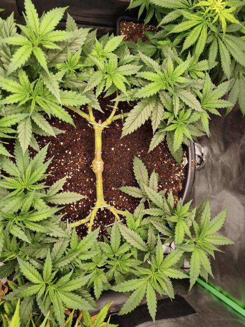Big Mainline Project. Week 12