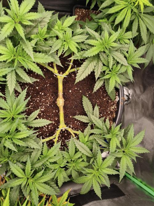 Big Mainline Project. Week 12