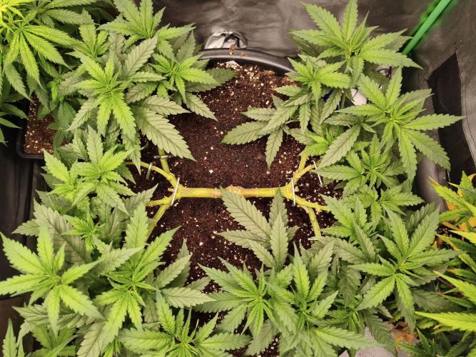 Big Mainline Project. Week 12