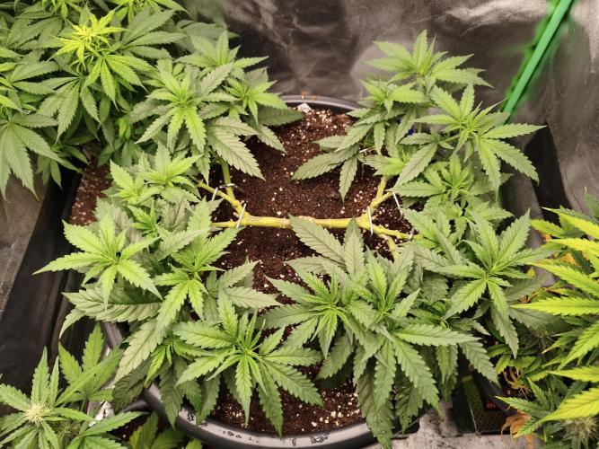 Big Mainline Project. Week 12