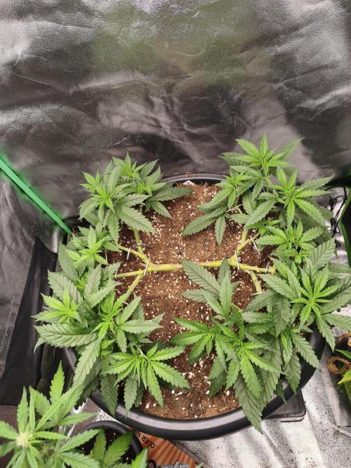 Big Mainline Project. Week 12