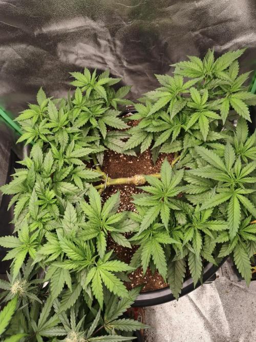Big Mainline Project. Week 13