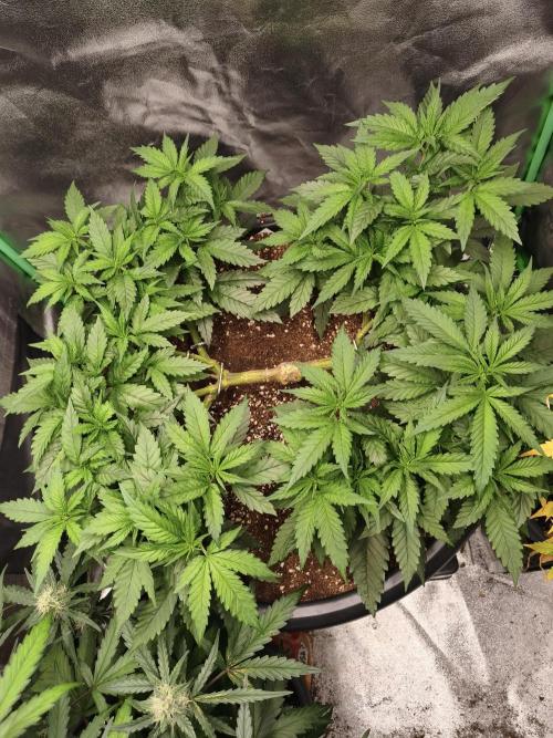 Big Mainline Project. Week 13