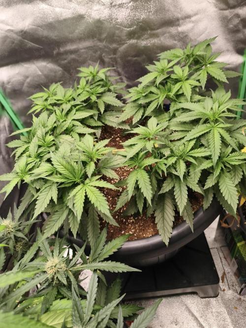 Big Mainline Project. Week 13