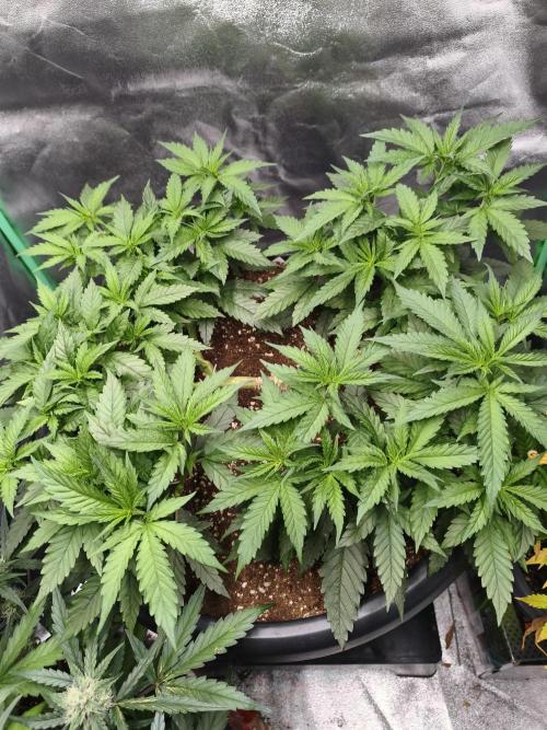 Big Mainline Project. Week 13