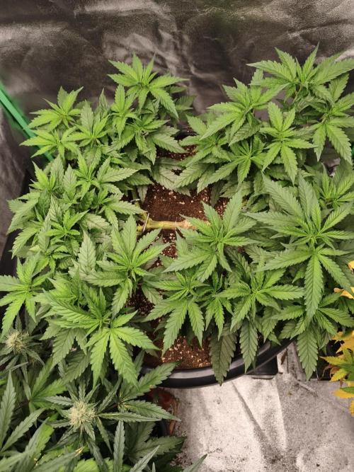 Big Mainline Project. Week 13