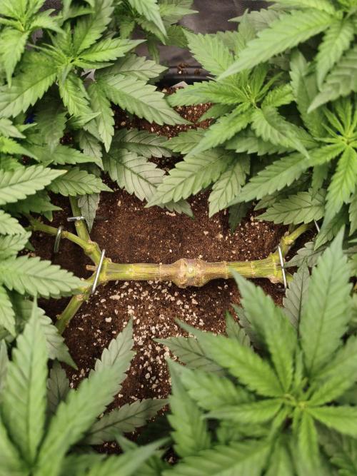 Big Mainline Project. Week 13