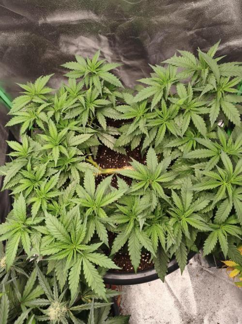 Big Mainline Project. Week 13