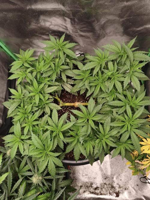 Big Mainline Project. Week 13