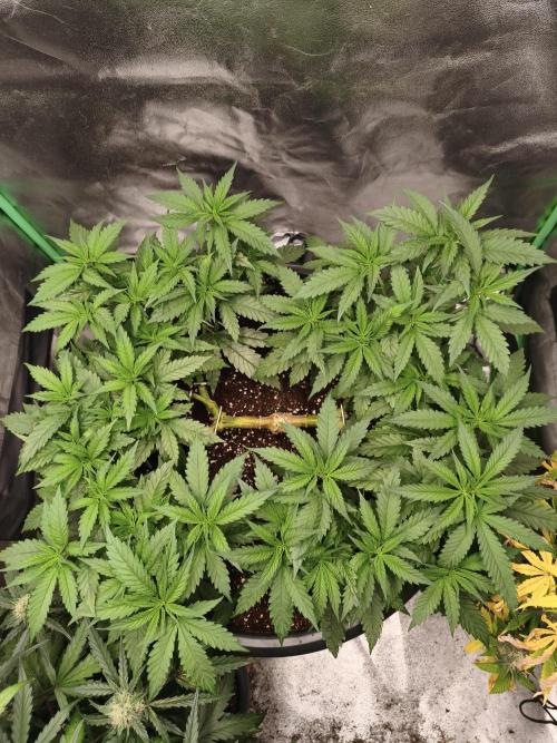 Big Mainline Project. Week 13