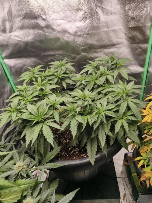 Big Mainline Project. Week 13