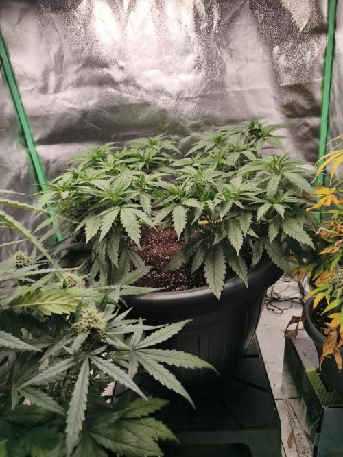 Big Mainline Project. Week 13