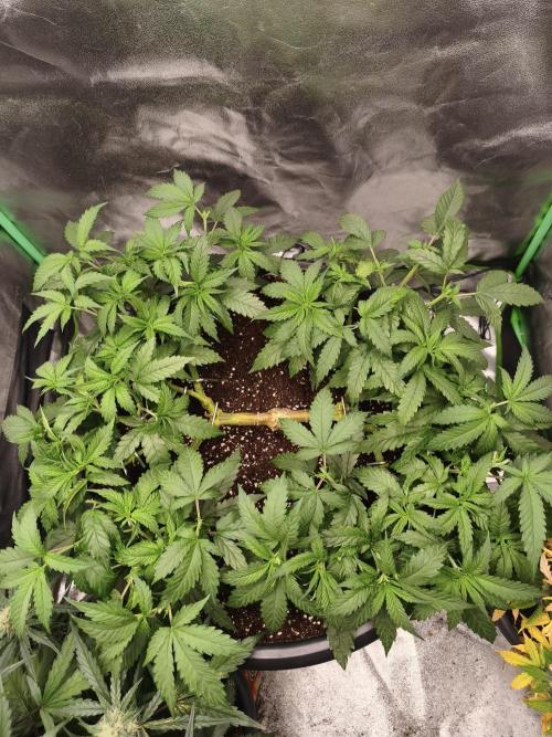 Big Mainline Project. Week 13