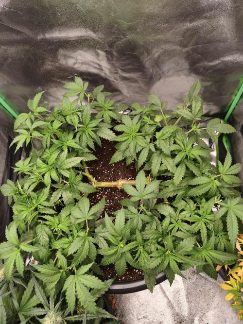 Big Mainline Project. Week 13