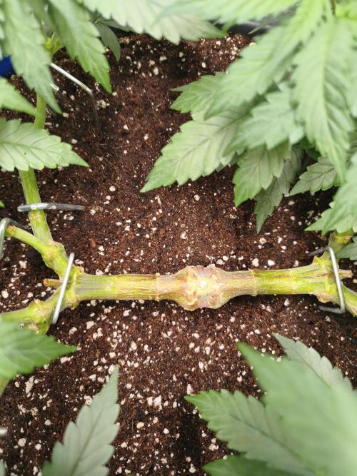 Big Mainline Project. Week 13