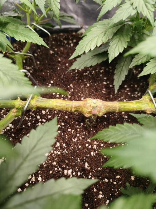 Big Mainline Project. Week 13
