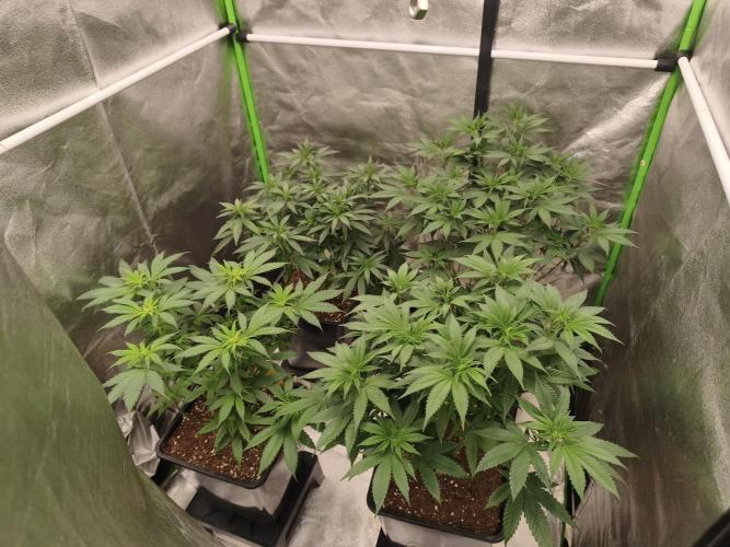Sommer grow 2026. Week 5