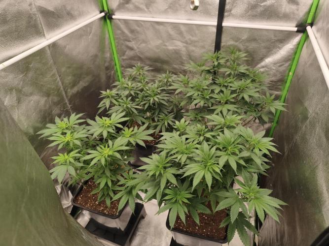 Sommer grow 2026. Week 5