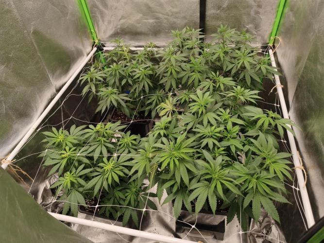 Sommer grow 2026. Week 5