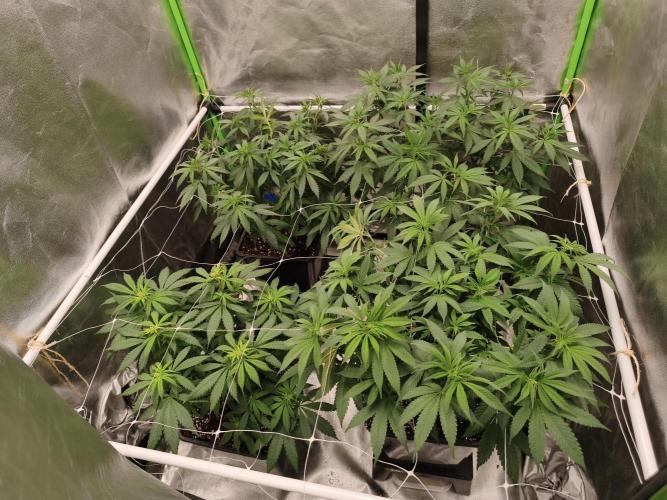 Sommer grow 2026. Week 5