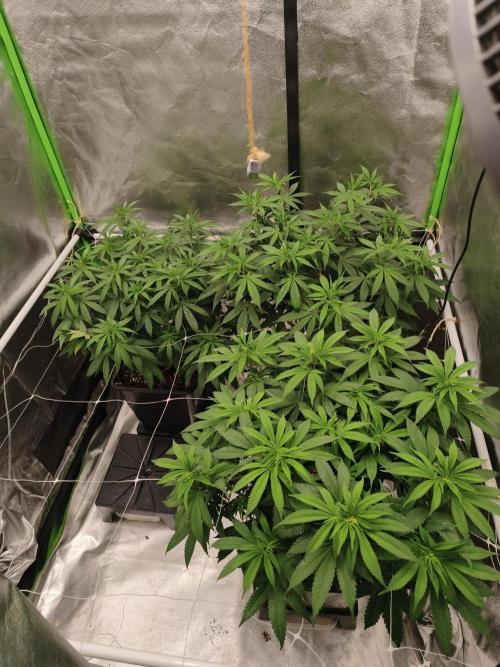Sommer grow 2026. Week 5