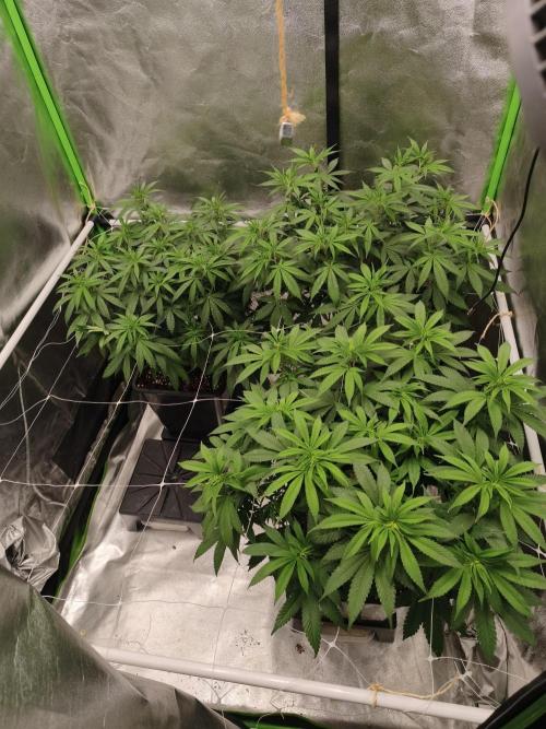 Sommer grow 2026. Week 5