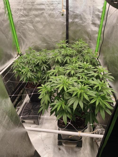 Sommer grow 2026. Week 5