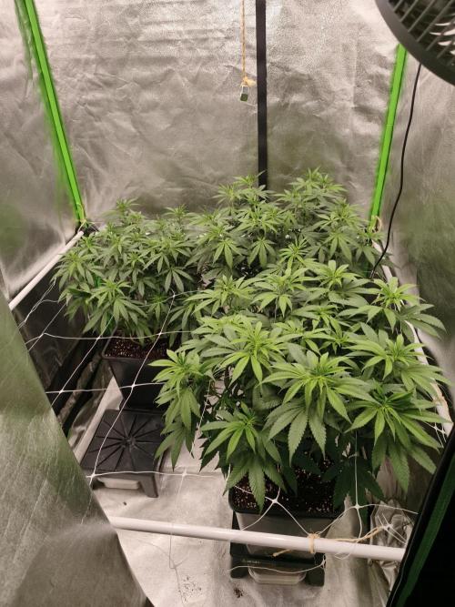 Sommer grow 2026. Week 5