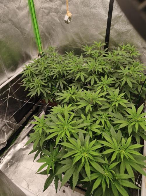 Sommer grow 2026. Week 5