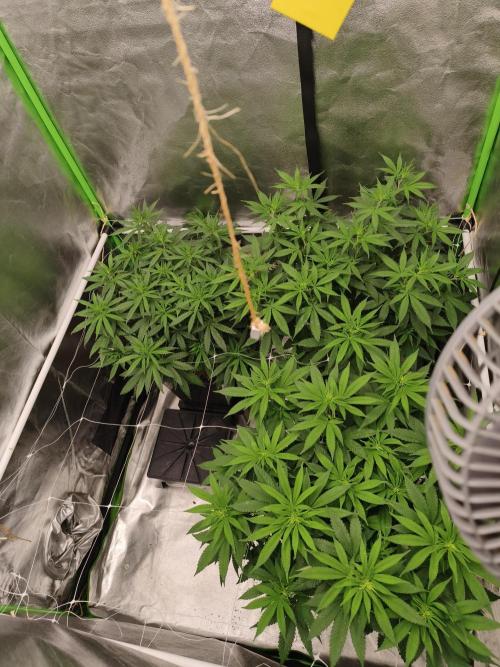 Sommer grow 2026. Week 5
