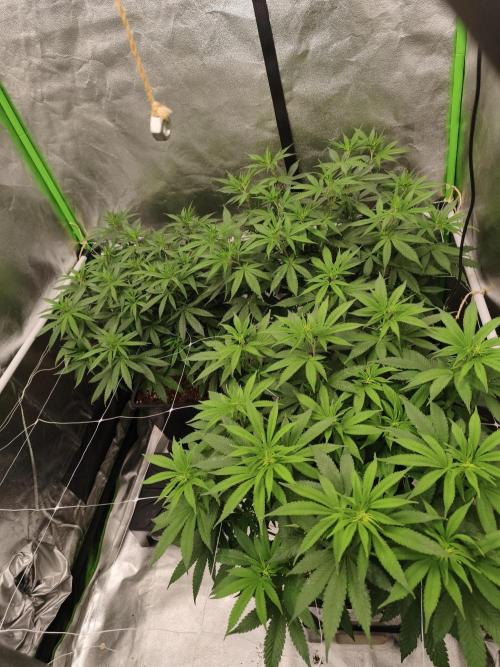 Sommer grow 2026. Week 5