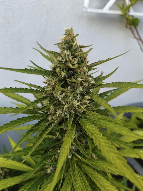 Outdoor grow 2026. Week 3