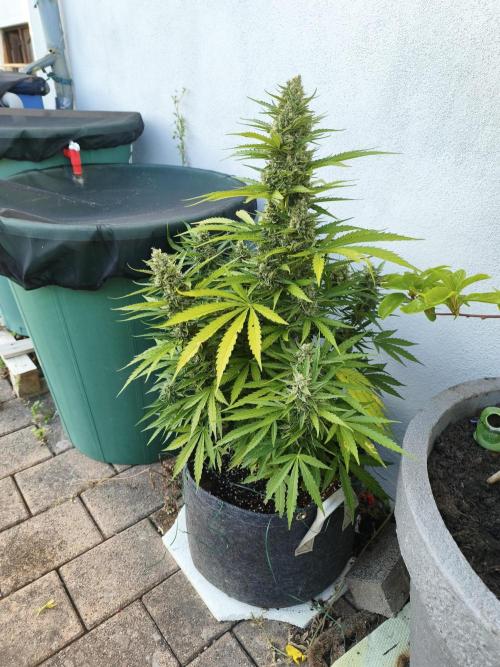 Outdoor grow 2026. Week 3