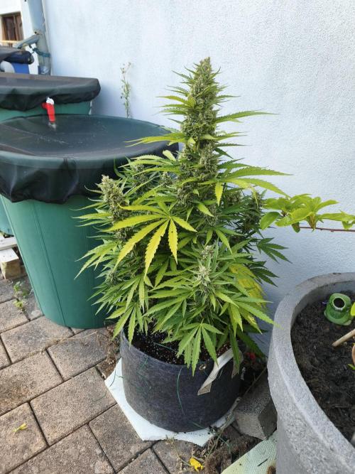 Outdoor grow 2026. Week 3