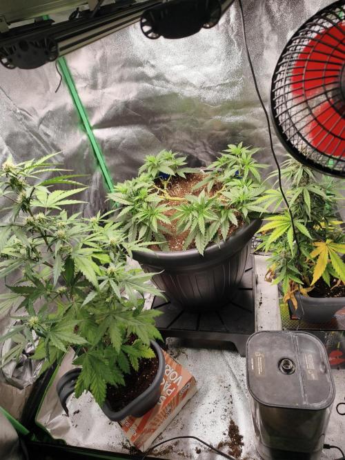 free seed grow. Week 3