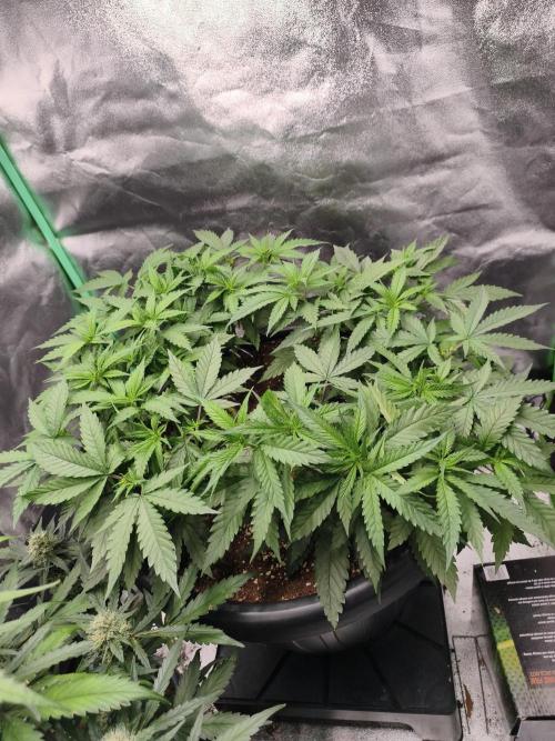 Big Mainline Project. Week 14