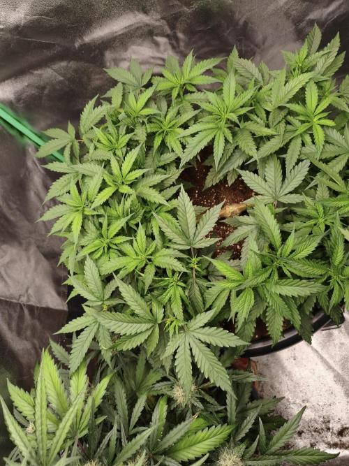 Big Mainline Project. Week 14