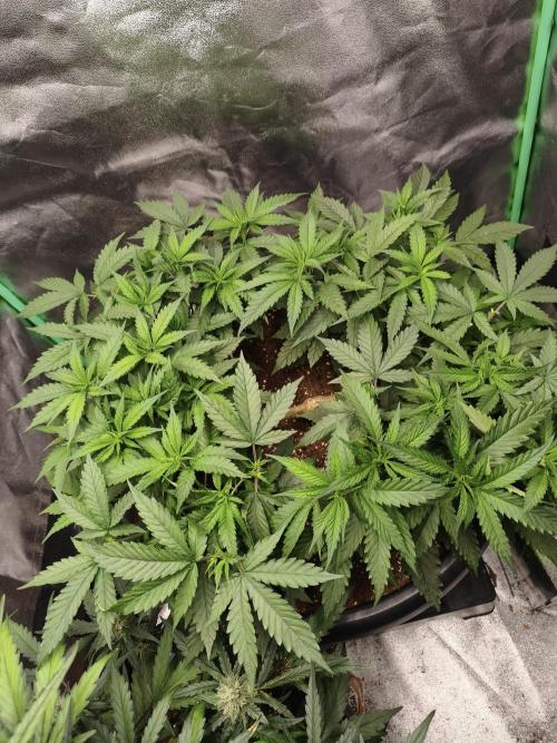 Big Mainline Project. Week 14