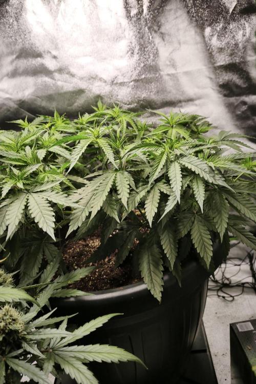 Big Mainline Project. Week 14