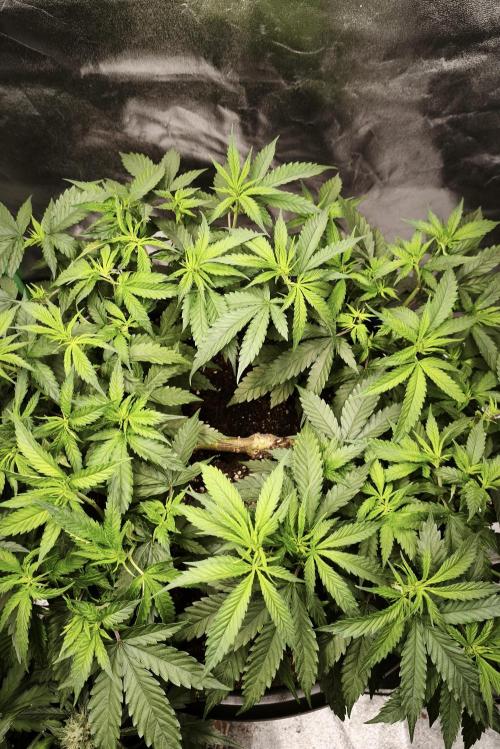Big Mainline Project. Week 14