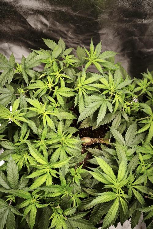 Big Mainline Project. Week 14