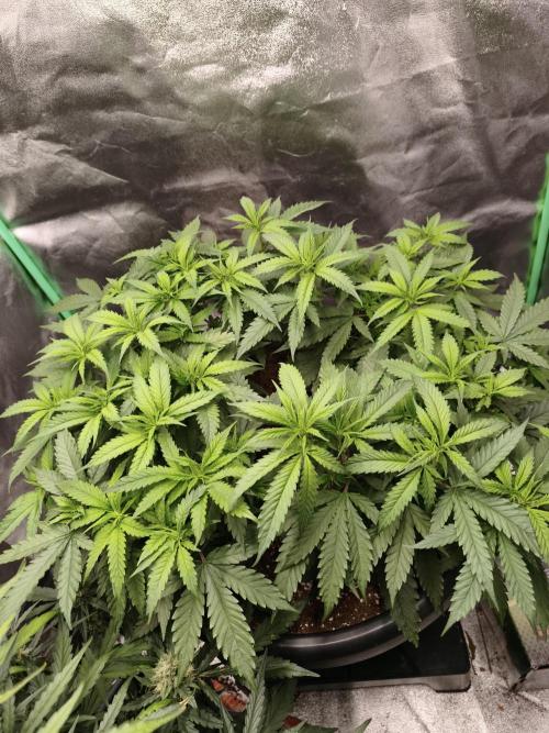 Big Mainline Project. Week 14