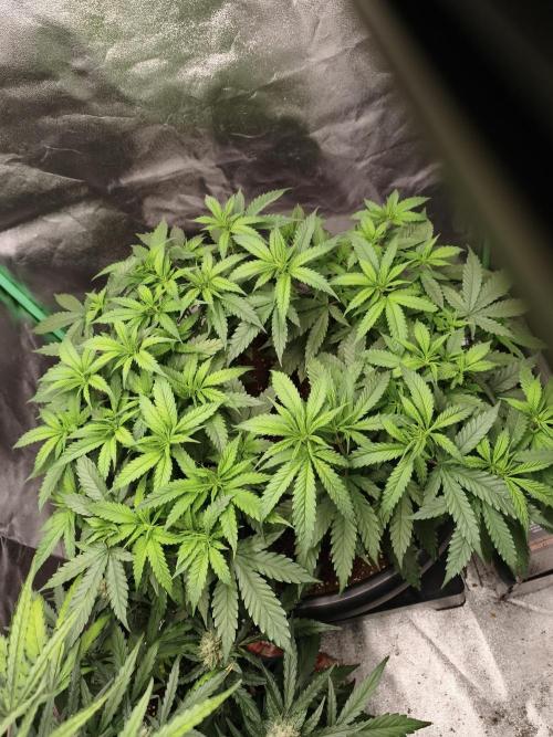 Big Mainline Project. Week 14
