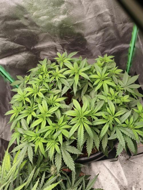 Big Mainline Project. Week 14