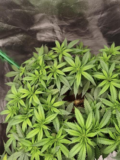 Big Mainline Project. Week 14