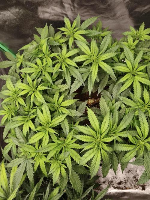 Big Mainline Project. Week 14