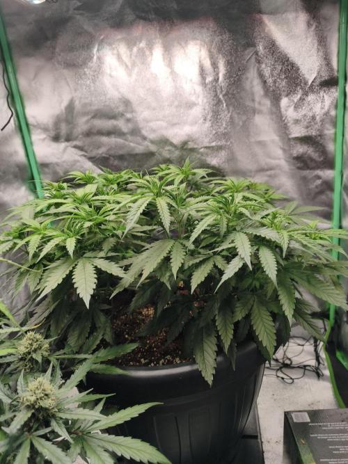 Big Mainline Project. Week 14